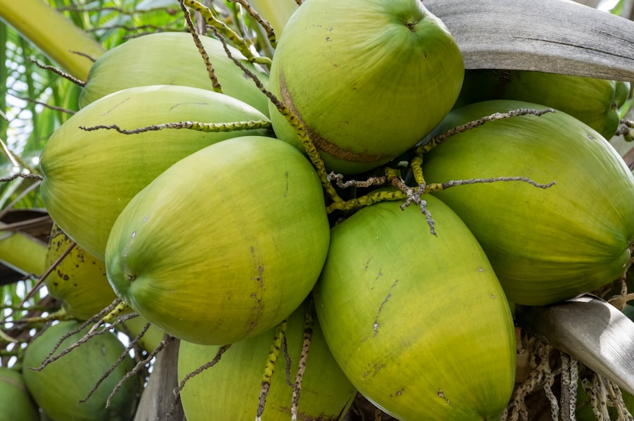 Coconut Oil