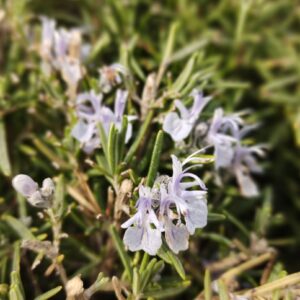 Photo Rosemary Oil for Hair Growth